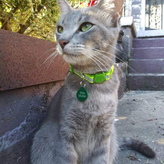 Small pet tags for cats hot sale